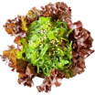 Wakame Salat